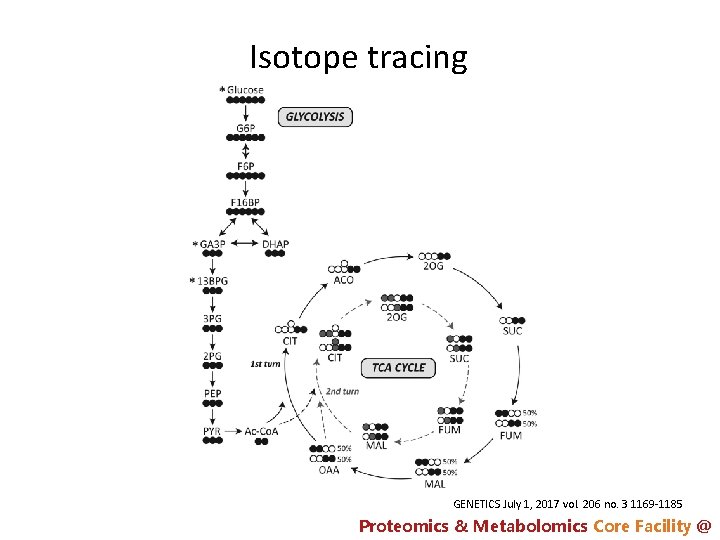 Isotope tracing GENETICS July 1, 2017 vol. 206 no. 3 1169 -1185 Proteomics &