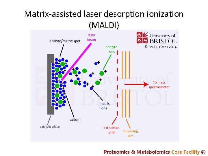 Matrix-assisted laser desorption ionization (MALDI) Proteomics & Metabolomics Core Facility @ 