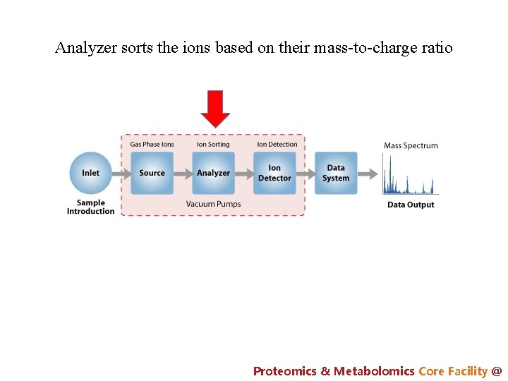 Analyzer sorts the ions based on their mass-to-charge ratio Proteomics & Metabolomics Core Facility