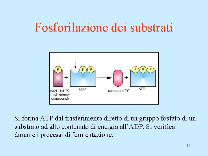 Fosforilazione dei substrati Si forma ATP dal trasferimento diretto di un gruppo fosfato di