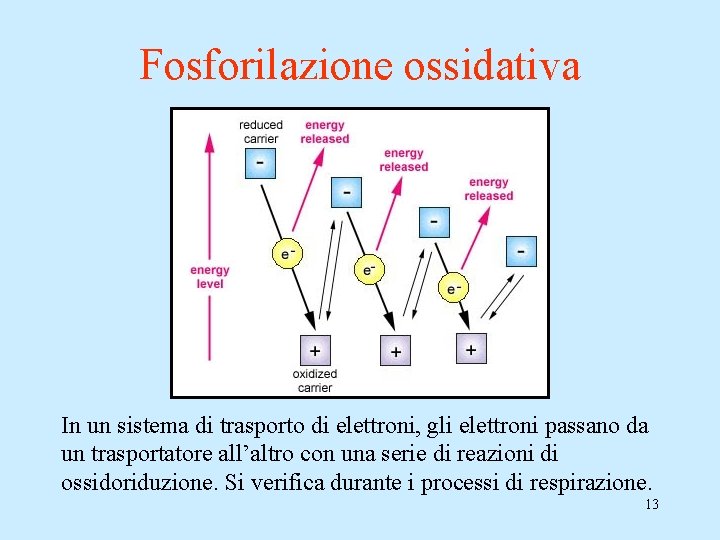 Fosforilazione ossidativa In un sistema di trasporto di elettroni, gli elettroni passano da un