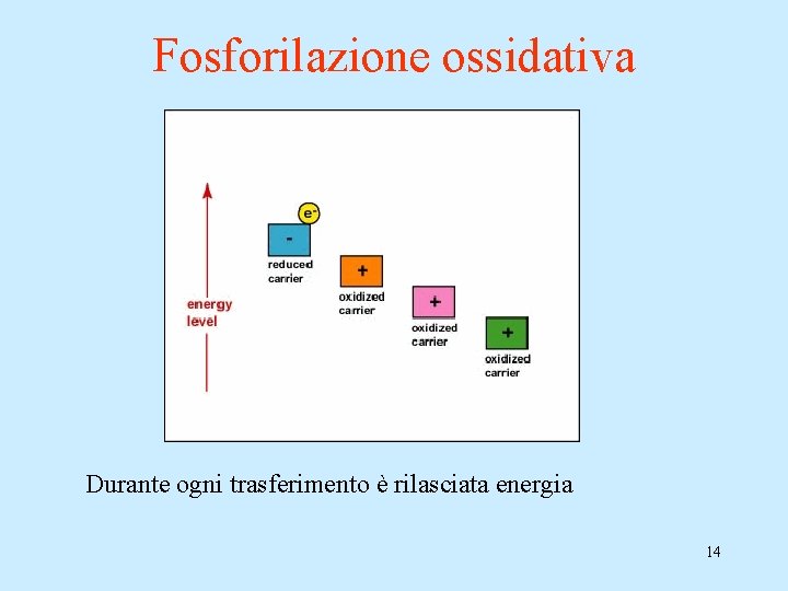 Fosforilazione ossidativa Durante ogni trasferimento è rilasciata energia 14 