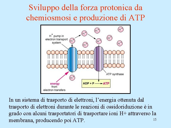 Sviluppo della forza protonica da chemiosmosi e produzione di ATP In un sistema di