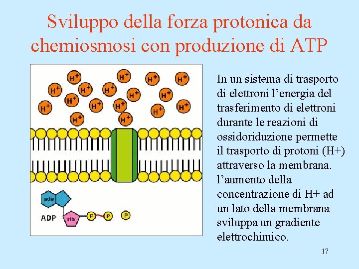 Sviluppo della forza protonica da chemiosmosi con produzione di ATP In un sistema di