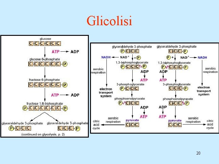 Glicolisi 20 