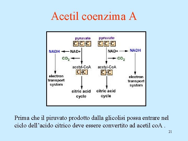 Acetil coenzima A Prima che il piruvato prodotto dalla glicolisi possa entrare nel ciclo