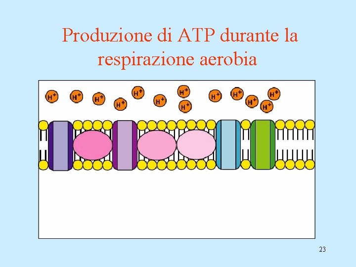 Produzione di ATP durante la respirazione aerobia 23 