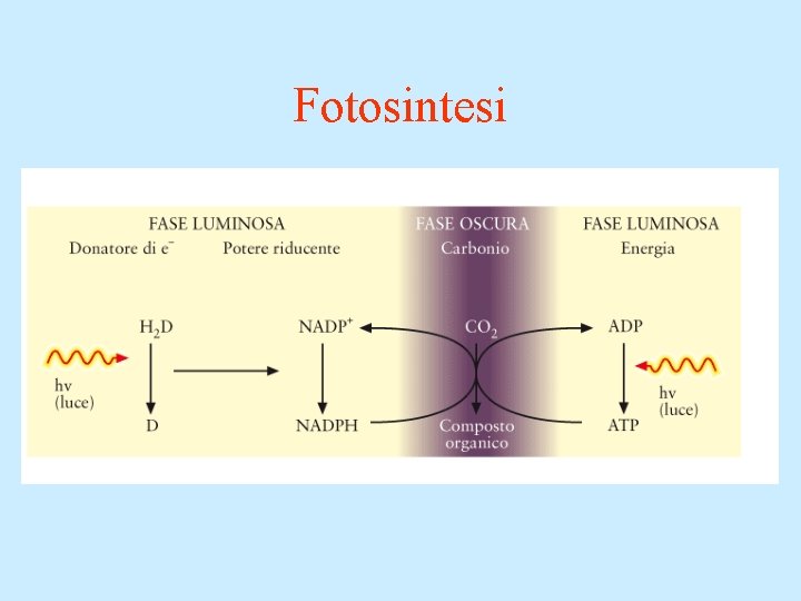 Fotosintesi 