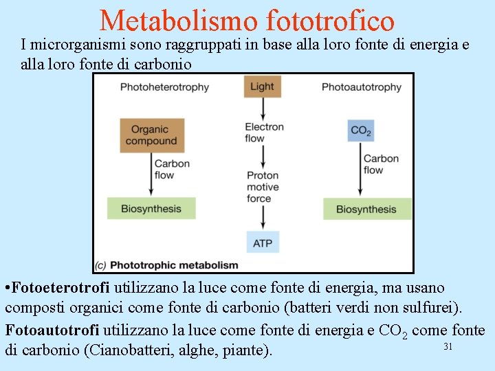 Metabolismo fototrofico I microrganismi sono raggruppati in base alla loro fonte di energia e