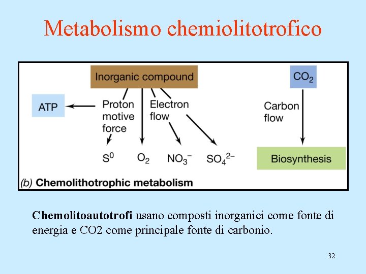 Metabolismo chemiolitotrofico Chemolitoautotrofi usano composti inorganici come fonte di energia e CO 2 come