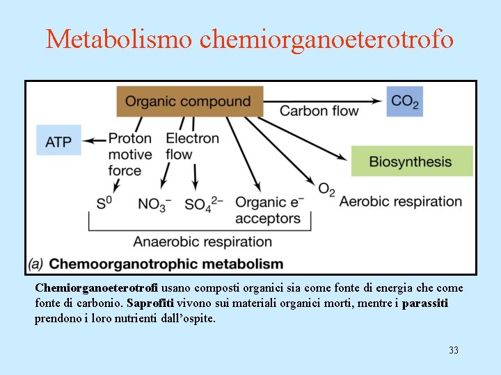 Metabolismo chemiorganoeterotrofo Chemiorganoeterotrofi usano composti organici sia come fonte di energia che come fonte