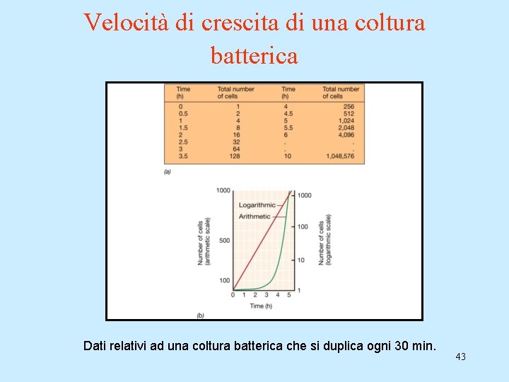 Velocità di crescita di una coltura batterica Dati relativi ad una coltura batterica che