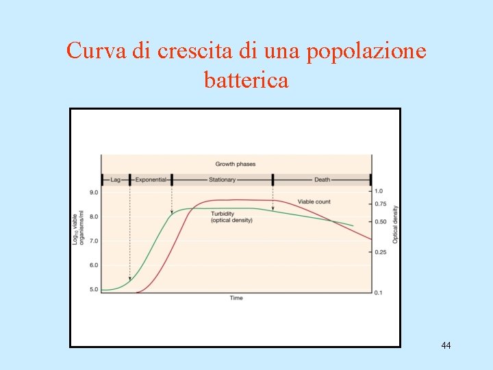 Curva di crescita di una popolazione batterica 44 