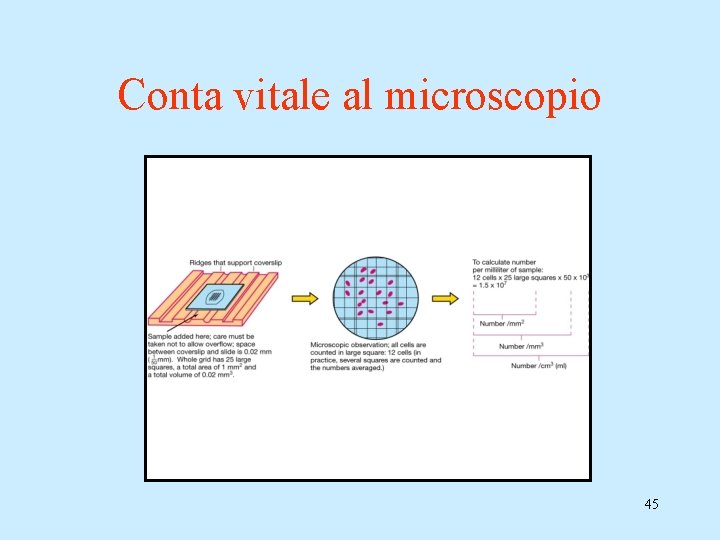 Conta vitale al microscopio 45 