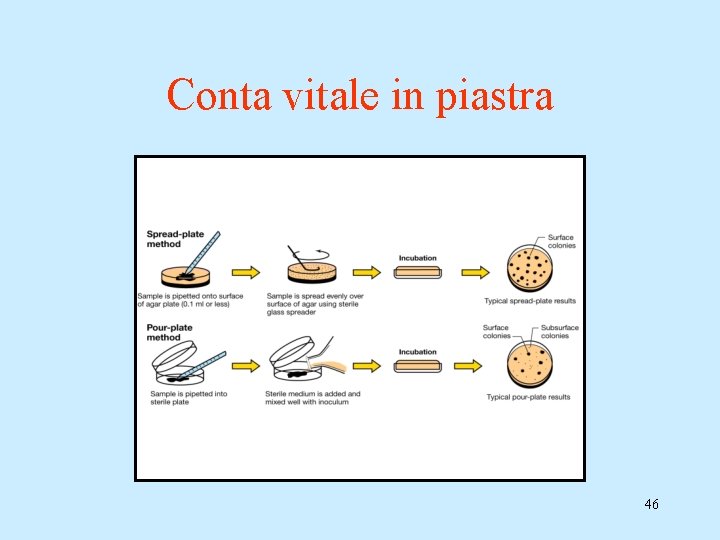 Conta vitale in piastra 46 