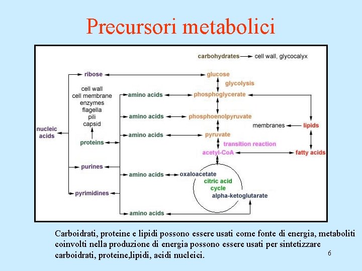 Precursori metabolici Carboidrati, proteine e lipidi possono essere usati come fonte di energia, metaboliti