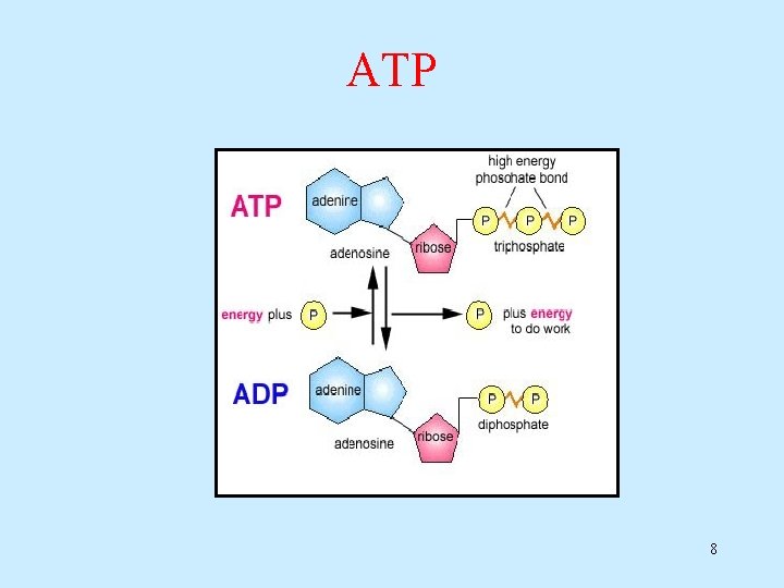 ATP 8 
