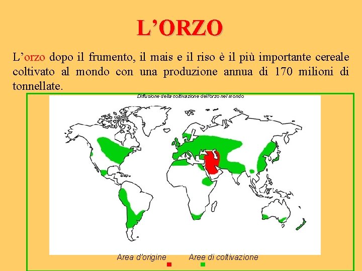 L’ORZO L’orzo dopo il frumento, il mais e il riso è il più importante