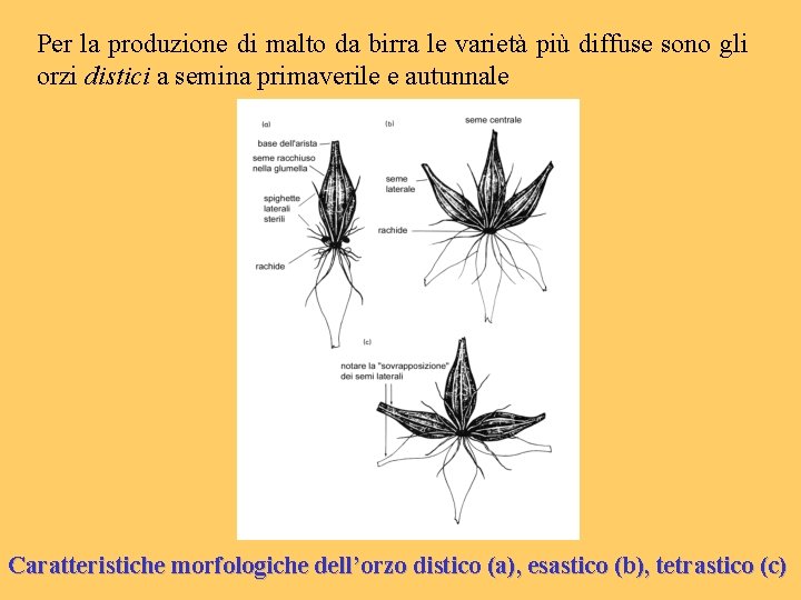 Per la produzione di malto da birra le varietà più diffuse sono gli orzi