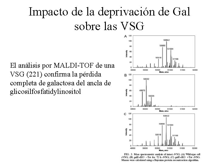 Impacto de la deprivación de Gal sobre las VSG El análisis por MALDI-TOF de