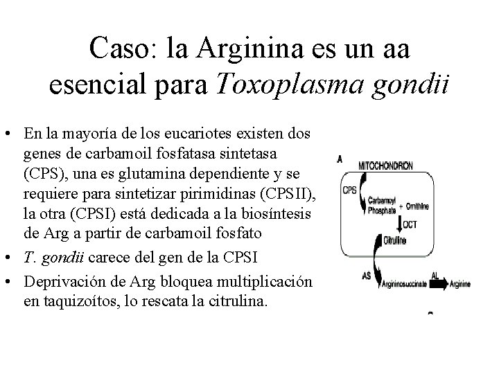 Caso: la Arginina es un aa esencial para Toxoplasma gondii • En la mayoría