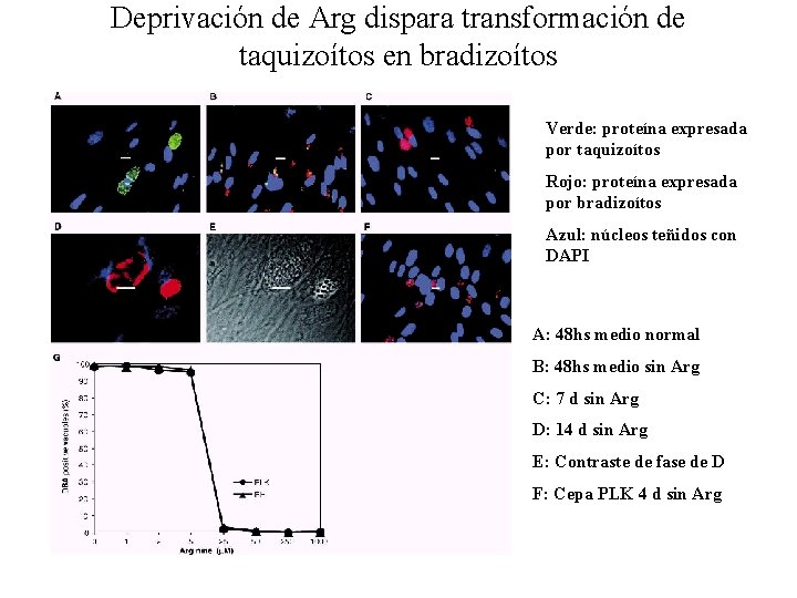 Deprivación de Arg dispara transformación de taquizoítos en bradizoítos Verde: proteína expresada por taquizoítos