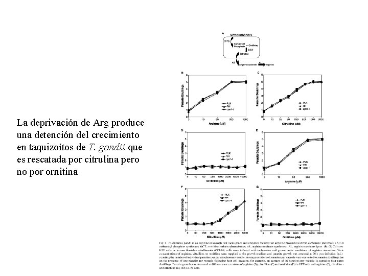 La deprivación de Arg produce una detención del crecimiento en taquizoítos de T. gondii