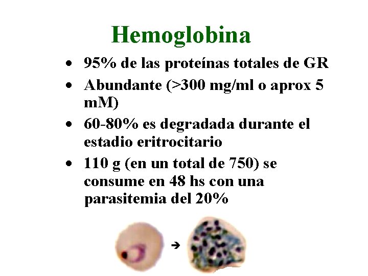 Hemoglobina · 95% de las proteínas totales de GR · Abundante (>300 mg/ml o