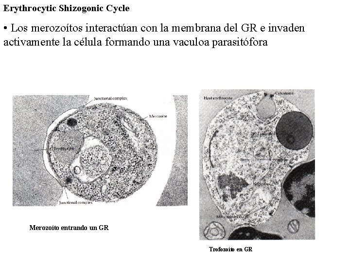 Erythrocytic Shizogonic Cycle • Los merozoítos interactúan con la membrana del GR e invaden