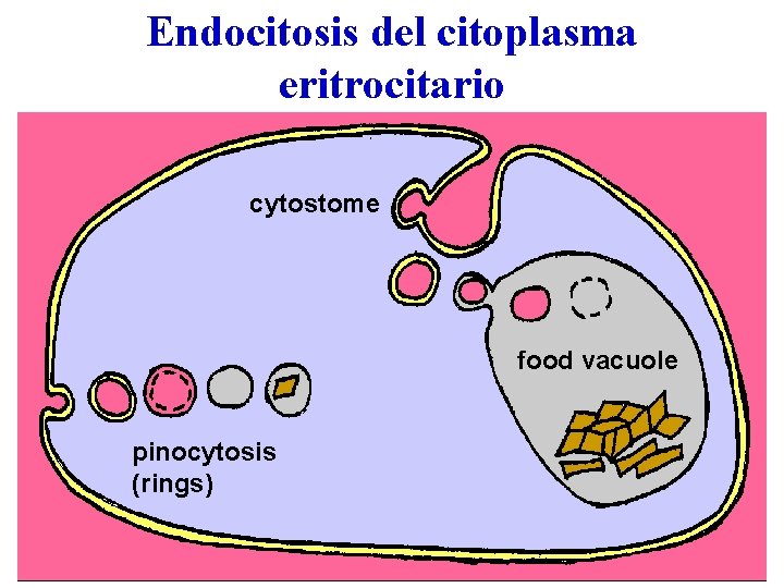 Endocitosis del citoplasma eritrocitario cytostome food vacuole pinocytosis (rings) 