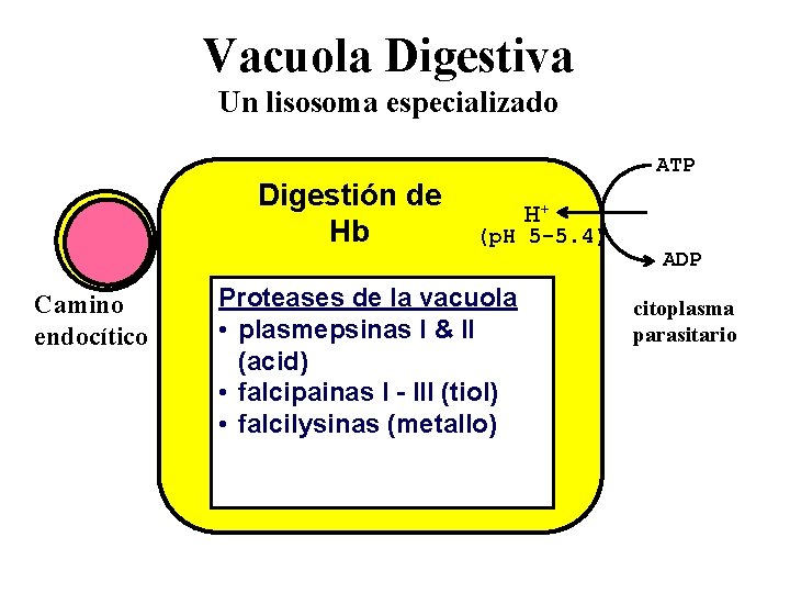 Vacuola Digestiva Un lisosoma especializado Digestión de Hb Camino endocítico ATP H+ (p. H