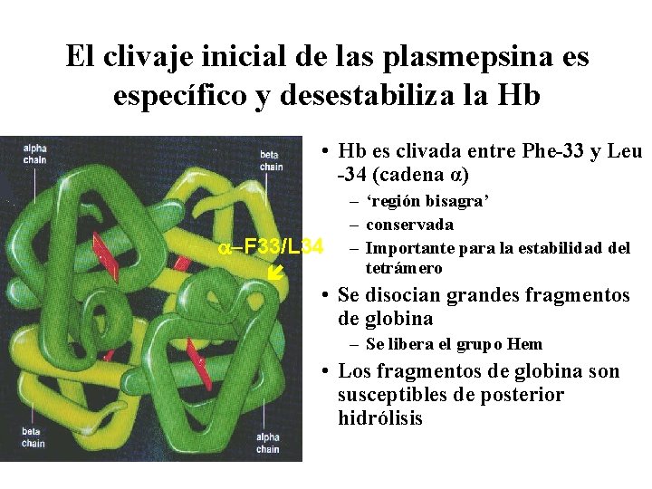 El clivaje inicial de las plasmepsina es específico y desestabiliza la Hb • Hb