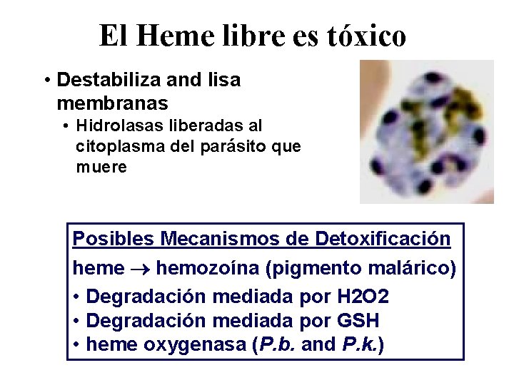 El Heme libre es tóxico • Destabiliza and lisa membranas • Hidrolasas liberadas al