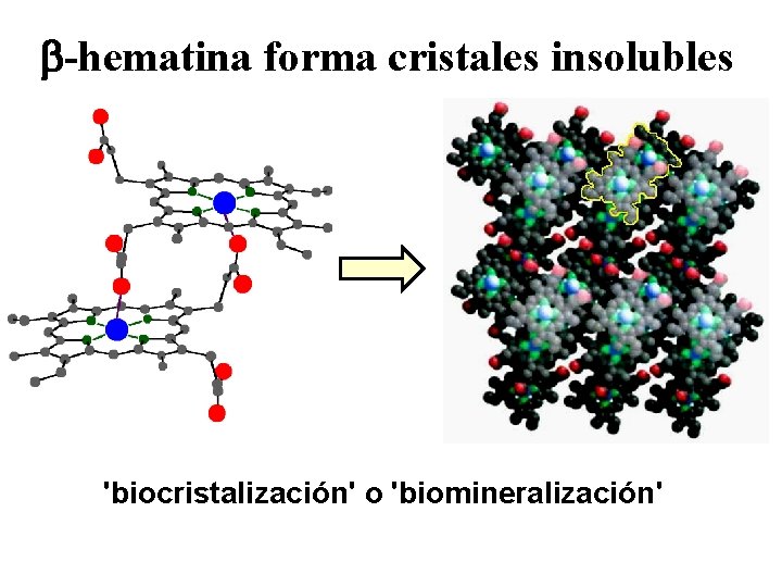 b-hematina forma cristales insolubles 'biocristalización' o 'biomineralización' 