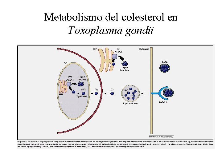 Metabolismo del colesterol en Toxoplasma gondii 