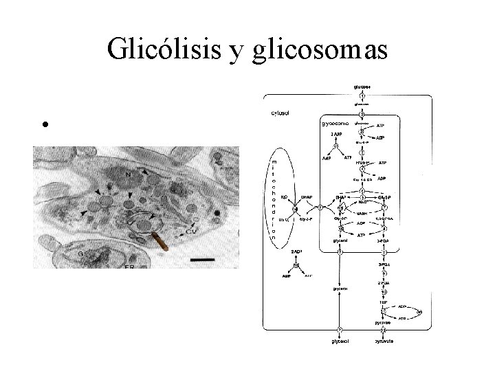 Glicólisis y glicosomas • 