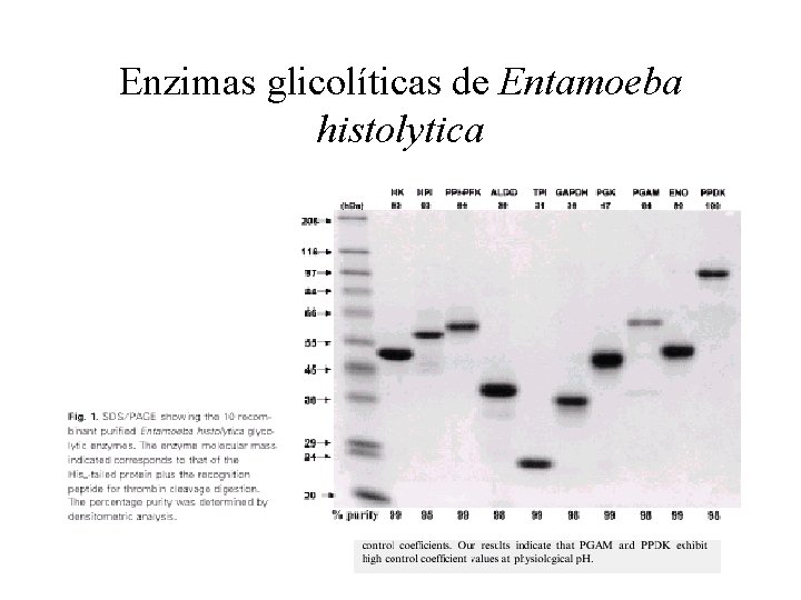 Enzimas glicolíticas de Entamoeba histolytica 