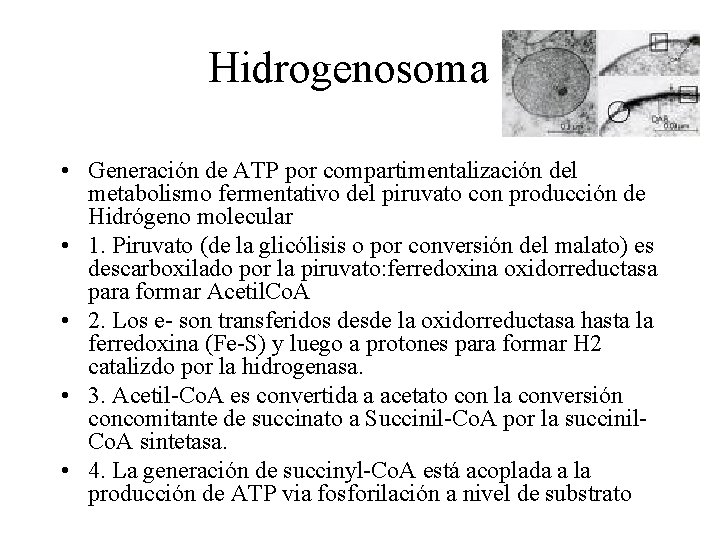 Hidrogenosoma • Generación de ATP por compartimentalización del metabolismo fermentativo del piruvato con producción