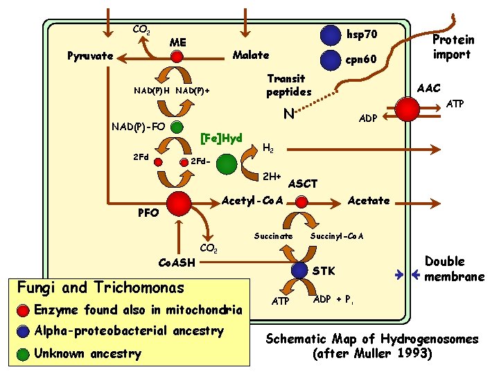 CO 2 hsp 70 ME Pyruvate Malate Transit peptides NAD(P)H NAD(P)+ [Fe]Hyd ATP ADP