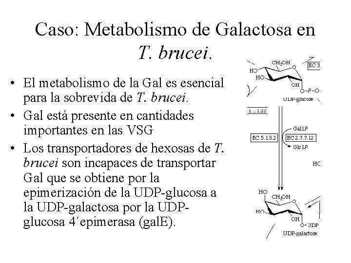 Caso: Metabolismo de Galactosa en T. brucei. • El metabolismo de la Gal es
