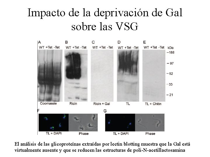 Impacto de la deprivación de Gal sobre las VSG El análisis de las glicoproteínas