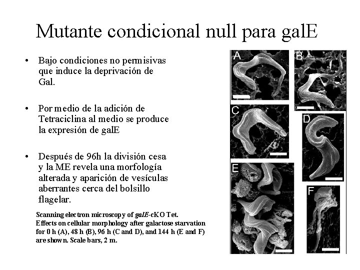 Mutante condicional null para gal. E • Bajo condiciones no permisivas que induce la