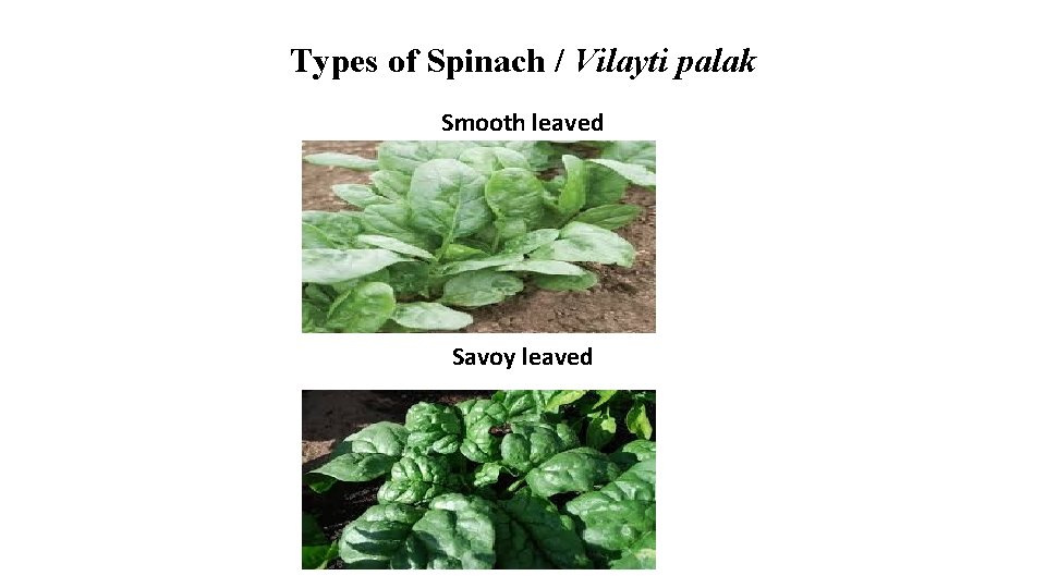 Types of Spinach / Vilayti palak Smooth leaved Savoy leaved 