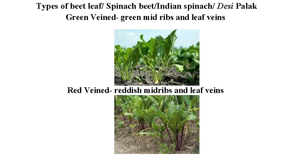 Types of beet leaf/ Spinach beet/Indian spinach/ Desi Palak Green Veined- green mid ribs