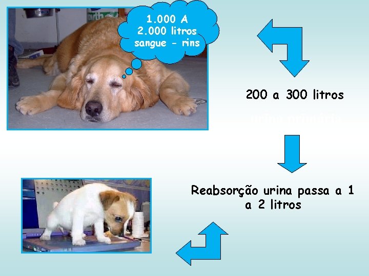 1. 000 A 2. 000 litros sangue - rins 200 a 300 litros urina