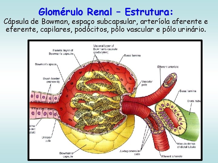 Glomérulo Renal – Estrutura: Cápsula de Bowman, espaço subcapsular, arteríola aferente e eferente, capilares,