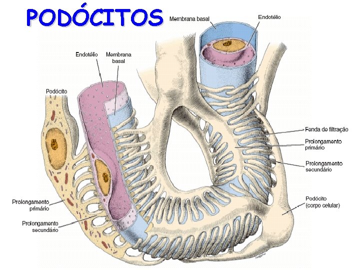 PODÓCITOS 