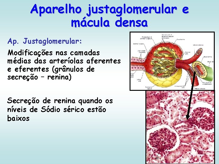 Aparelho justaglomerular e mácula densa Ap. Justaglomerular: Modificações nas camadas médias das arteríolas aferentes