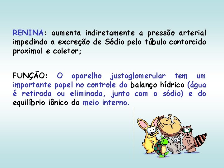 RENINA: aumenta indiretamente a pressão arterial impedindo a excreção de Sódio pelo túbulo contorcido