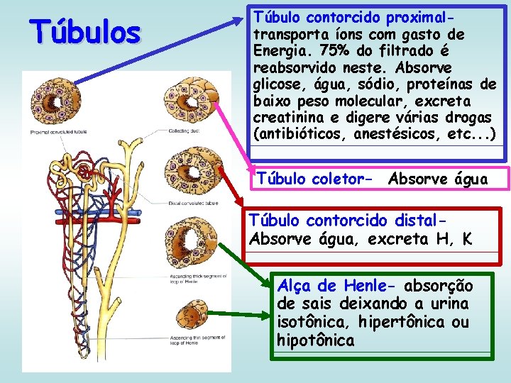 Túbulos Túbulo contorcido proximaltransporta íons com gasto de Energia. 75% do filtrado é reabsorvido